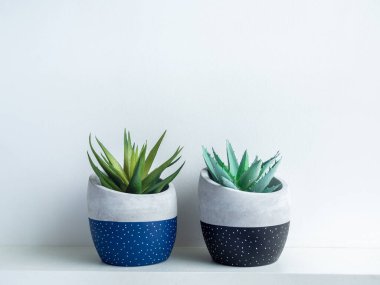 Beyaz raftaki modern geometrik beton ekicilerdeki yeşil sulu bitkiler beyaz arka planda izole edilmiş. İki güzel siyah ve mavi renk ve beyaz nokta desenli çimento kapları.