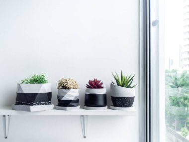 Modern geometrik beton bitkilerinde yeşil ve kırmızı sulu bitkiler ve çiçekler beyaz rafta beyaz duvar zemininde daire odasındaki pencere camının yanında. Güzel siyah ve gümüş renkli çimento seti.