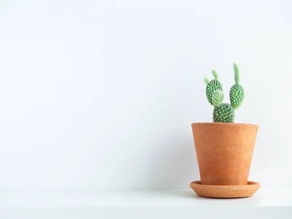 Green Cute Cactus Terracotta Pot White Wooden Shelf White Wall — Stock Photo, Image