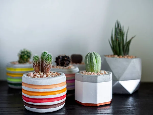 Piccole Piante Cactus Piccole Colorate Moderne Fioriere Geometriche Cemento Mensola — Foto Stock