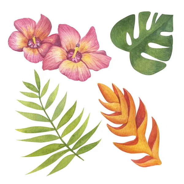 Akvarell Uppsättning Tropiska Växter — Stockfoto