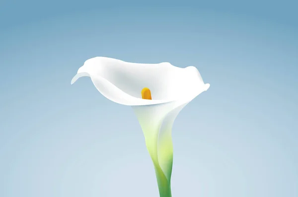 Calla κρίνος λουλούδι σε μπλε φόντο — Διανυσματικό Αρχείο