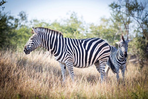 Zebra standing in the bush in a safari park.
