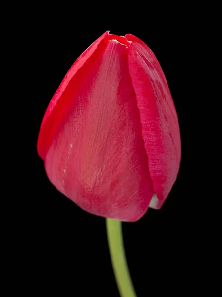 黒の背景に隔離されたピンクチューリップの花のクローズアップ — ストック写真