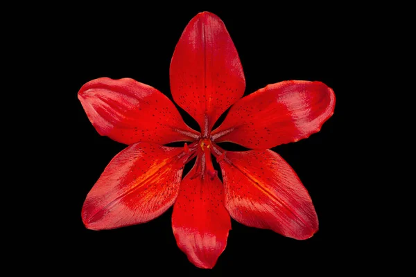 Cabeça Flor Lírio Vermelho Isolado Fundo Preto — Fotografia de Stock