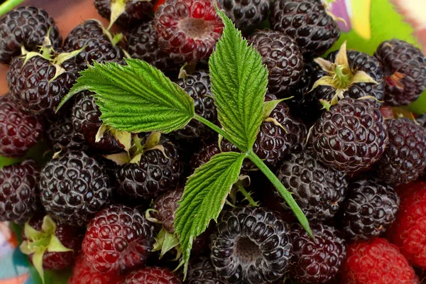 Cumberland Fruit Hybrid Raspberry Leaf — Stock Photo, Image