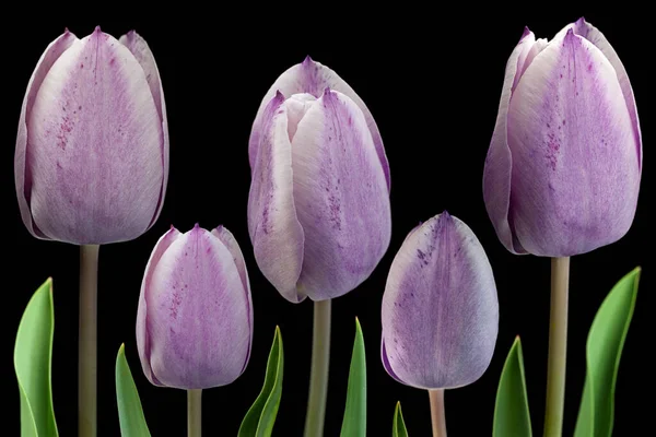 Flor Tulipán Púrpura Primer Plano Aislado Sobre Fondo Negro — Foto de Stock