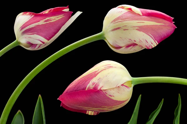 Flor Tulipán Amarillo Rojo Primer Plano Aislado Sobre Fondo Negro — Foto de Stock