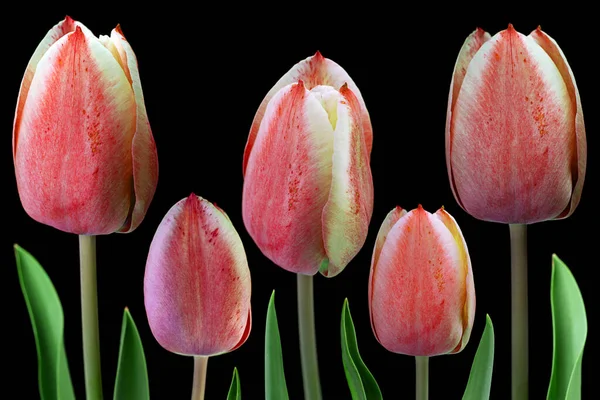 Flor Tulipán Púrpura Primer Plano Aislado Sobre Fondo Negro — Foto de Stock