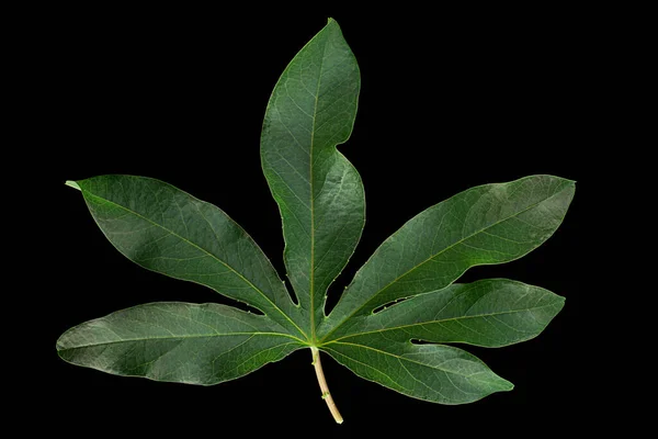 Passiflora Leaf Closeup Isolated Black Background — Stock Photo, Image