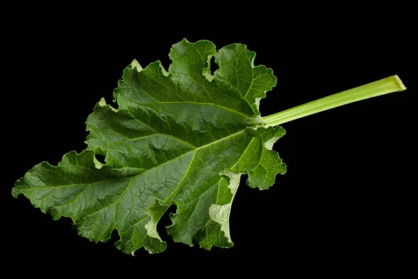 Primeros Planos Hoja Ruibarbo Aislado Sobre Fondo Negro — Foto de Stock