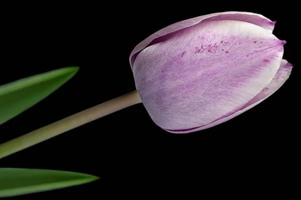 Fleur Tulipe Violette Gros Plan Isolé Sur Fond Noir — Photo