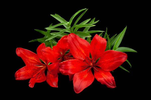 Červená Lilie Květinová Hlava Izolované Černém Pozadí — Stock fotografie