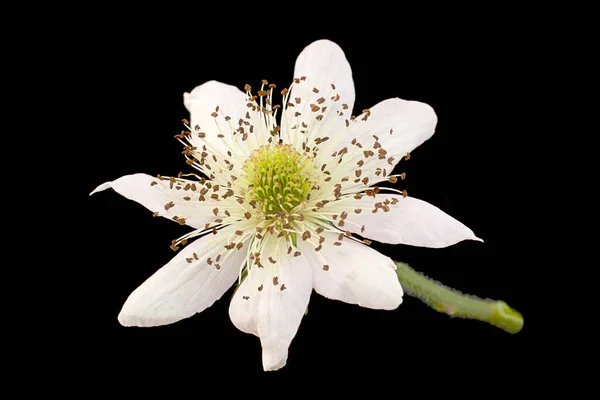 Björnbär Blomma Närbild Svart Bakgrund — Stockfoto