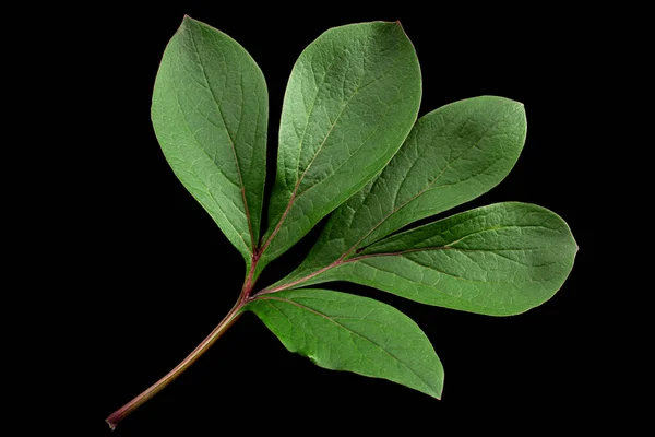 Peão Flor Folha Closeup Isolado Fundo Preto — Fotografia de Stock