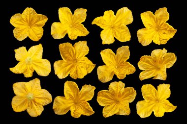 Salatalık çiçeği seti siyah arkaplanda izole edildi