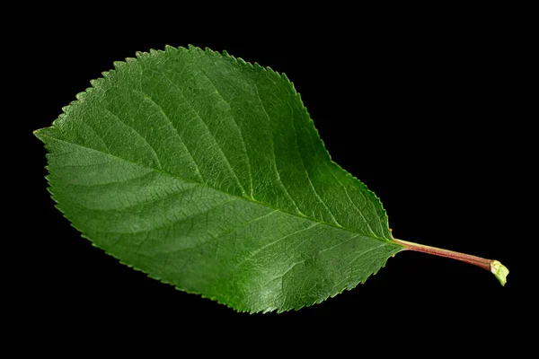 Kirsebærblad Closeup Isoleret Sort Baggrund - Stock-foto