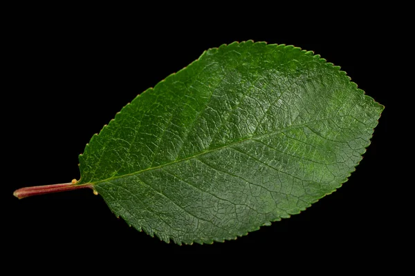 Folha Cereja Close Isolado Fundo Preto — Fotografia de Stock