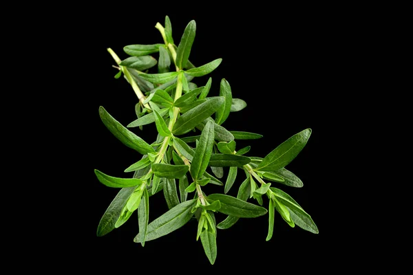 Tarragon Bando Closeup Isolado Fundo Preto — Fotografia de Stock