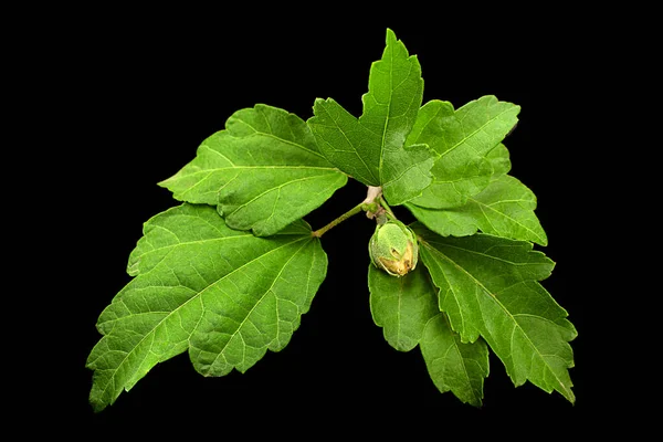 Hibiscus Flor Hoja Primer Plano Aislado Sobre Fondo Negro — Foto de Stock