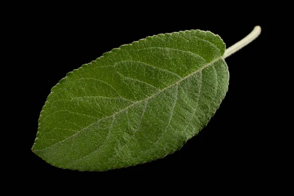 Apfelblatt Nahaufnahme Isoliert Auf Schwarzem Hintergrund — Stockfoto