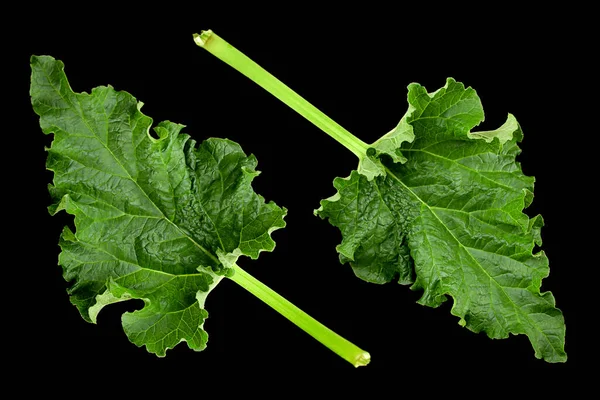 Primeros Planos Hoja Ruibarbo Aislado Sobre Fondo Negro — Foto de Stock