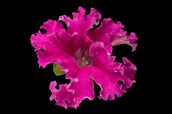 Petunia Kepala Bunga Closeup Terisolasi Backround Hitam Stok Gambar Bebas Royalti