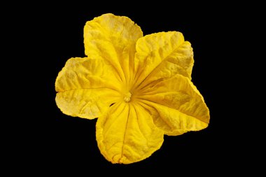 Salatalık çiçeği yakın plan siyah zemin üzerinde izole