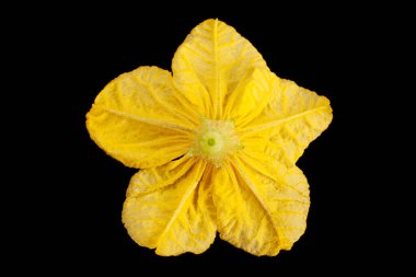 Salatalık çiçeği yakın plan siyah zemin üzerinde izole