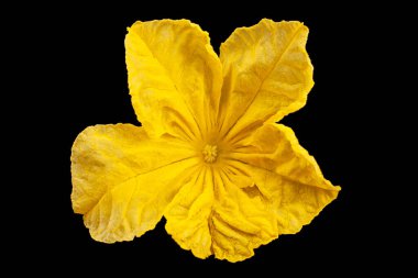 Salatalık çiçeği yakın plan siyah zemin üzerinde izole