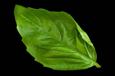 Siyah arkaplanda yeşil fesleğen otu