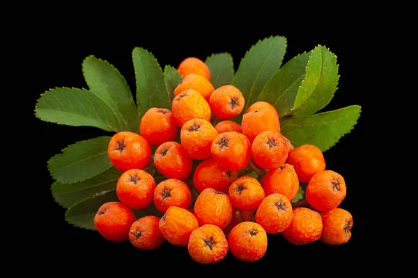 Orange Rowan Berry Closeup Terisolasi Pada Hitam — Stok Foto