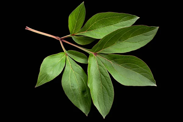 Peão Flor Folha Closeup Isolado Fundo Preto — Fotografia de Stock