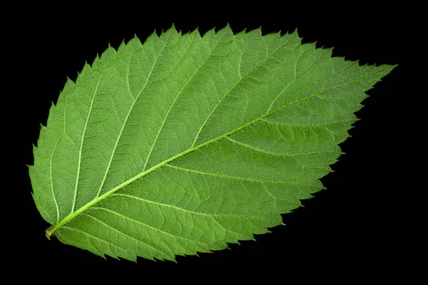 Blackberry Leaf Closeup Isolated Black Background — Stock Photo, Image