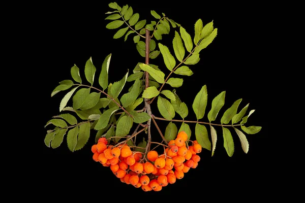 Orange Rowan Berry Closeup Terisolasi Pada Hitam — Stok Foto