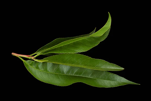 Folha Closeup Frutos Nectarina Isolada Sobre Fundo Preto — Fotografia de Stock