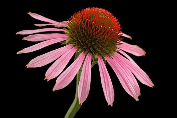 Pink echinacea flower head isolated on black background