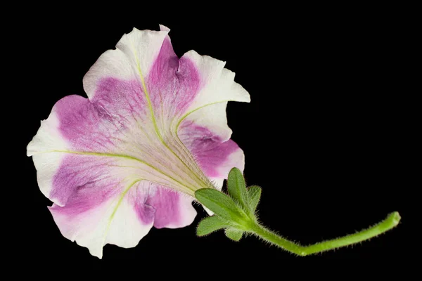 Petunia Λουλούδι Κεφάλι Closeup Απομονώνονται Μαύρο Backround — Φωτογραφία Αρχείου
