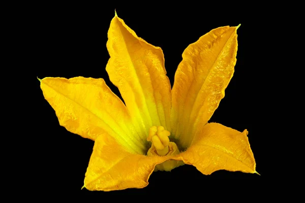 Squash Bloom Flower Head Black Background — Stock Photo, Image