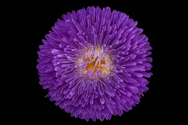 Purple aster flower head isolated on black background