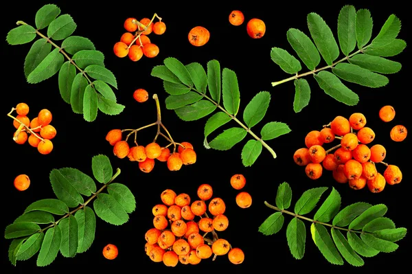 Orange Rowan Berry Closeup Terisolasi Pada Hitam — Stok Foto