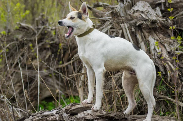 Croisement Chasse Chien Nord Debout Sur Une Racine Arbre Tombé — Photo