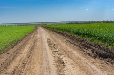 Merkezi Ukrayna tarım alanlarında buğday ve tecavüz arasındaki bir toprak yol, bahar yatay