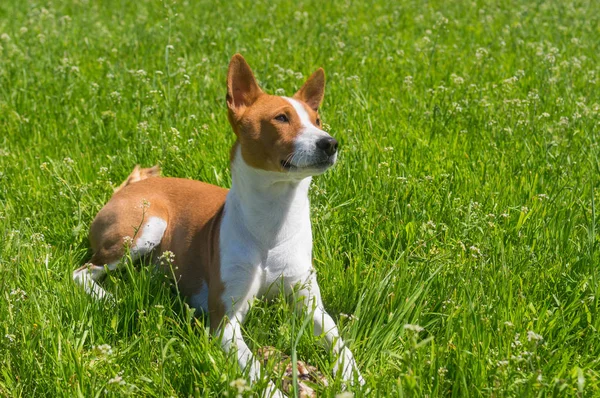 成熟的 Basenji 狗在春天的草地上休息 守护它的美味 牛肉骨 — 图库照片
