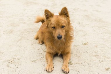 Portre sevimli karışık doğurmak köpek kumlu bir yüzey üzerinde hiçbir ilgi ile yalan