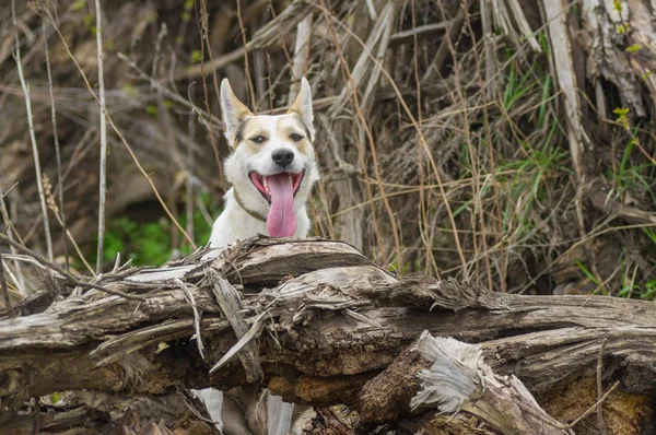 Cruce Raza Caza Perro Del Norte Mirando Fuera Lugar Favorito —  Fotos de Stock