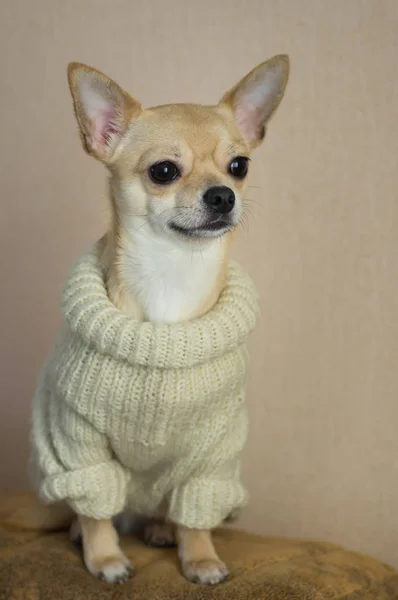 Indoor Portrait Curious Chihuahua Wearing Light Knitted — Stock Photo, Image