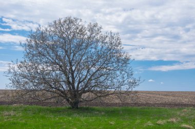 Ukrayna'da erken bahar mevsimi, mavi bulutlu gökyüzü karşı yalnız vahşi dallı ceviz ağacı