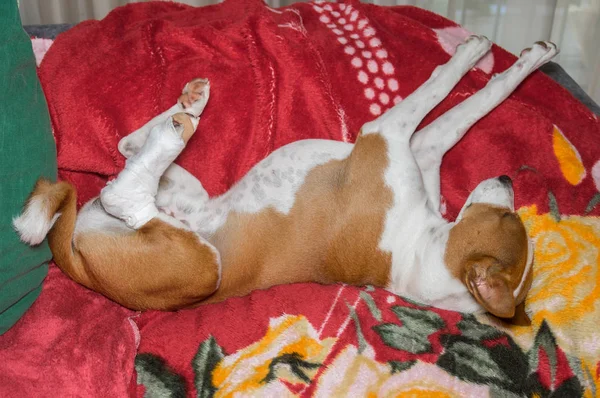 Arme Basenji Hond Met Gebroken Verbond Hind Voeten Ongewone Slapen — Stockfoto