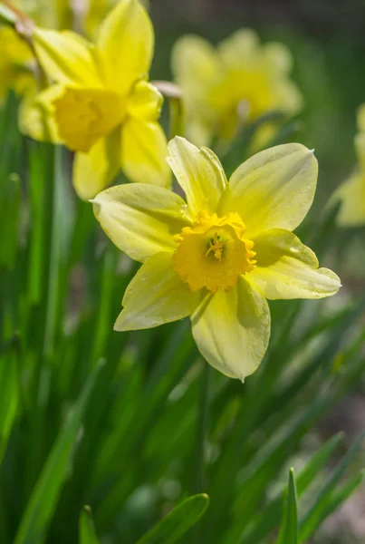 Retrato Primer Plano Del Narciso Amarillo Temporada Primavera Dof Poco —  Fotos de Stock